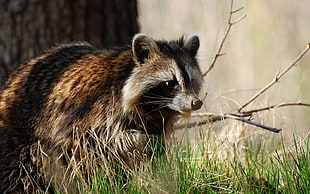 brown Raccoon